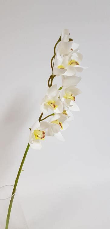 Cymbidium Orchid 10h White 75cm Desflora