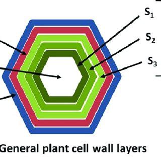We did not find results for: General locations of the plant cell walls layers: middle ...