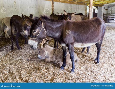 Adult Donkey Mother With Young Foal Colt And Many Other Donkeys Stock