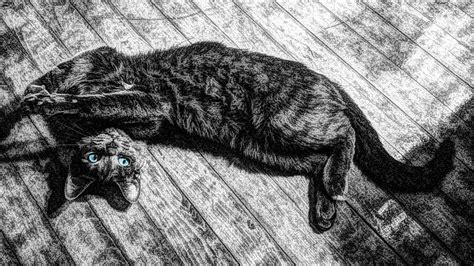Hd Wallpaper Brown Cat Drawing Lying Black And White Antique