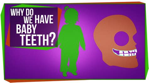Scishow Explains Why We Start Off With A Deciduous Set Of Baby Teeth As