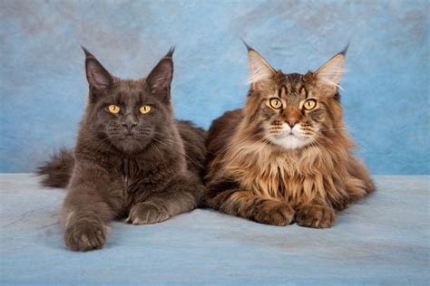 Cat × raccoon is an interfamilial cross, that is, it's a cross between animals belonging to two different families of the same taxonomic order. 5 Weird Cat Breed Folktales - Catster