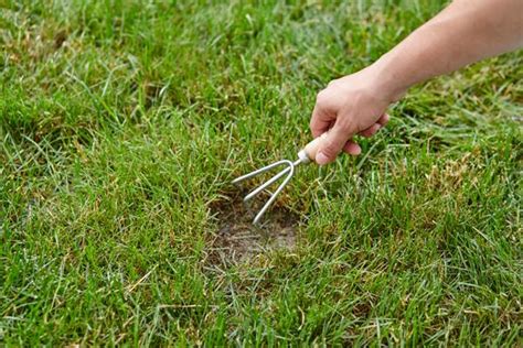 How To Reseed Patches Of Lawn And Bare Spots The Home Depot Canada