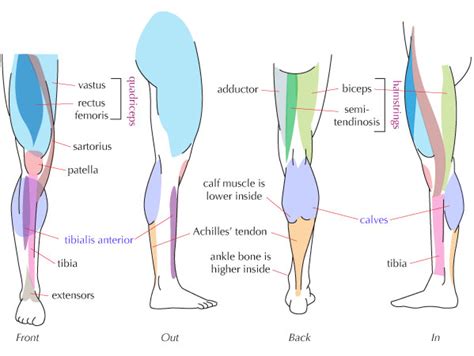 Human Leg Muscle Anatomy Health Images Reference
