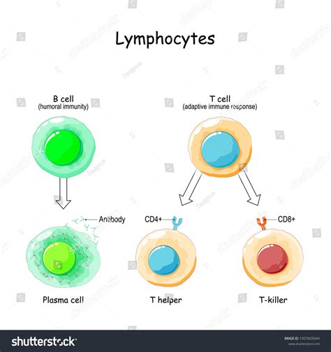 Types Lymphocytes T B Cell Human Stock Vector Royalty Free 1907603944
