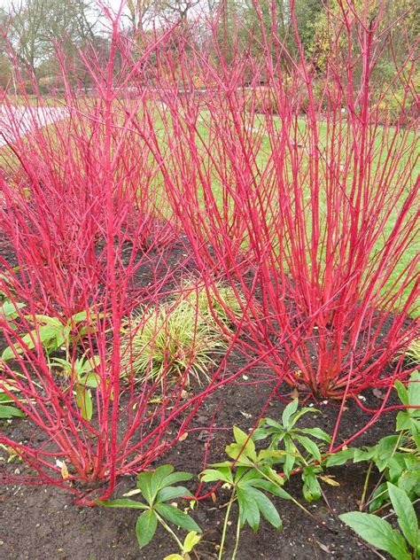 Red Twig Dogwood Shown With Winter Red Branches A Great Asset For The