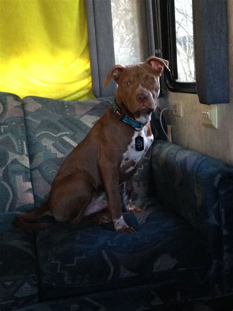 Check spelling or type a new query. Pit/lab mix | Pitbulls, Animals, Lab mix