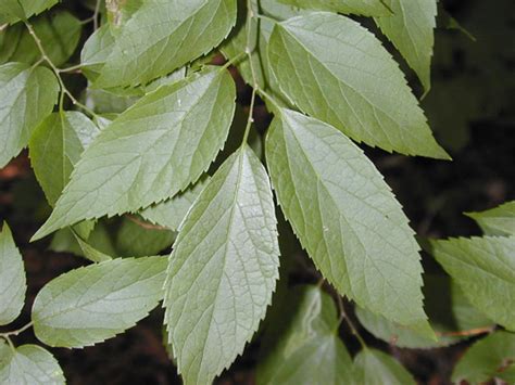 I don't use anything to preserve it actually. Celtis laevigata