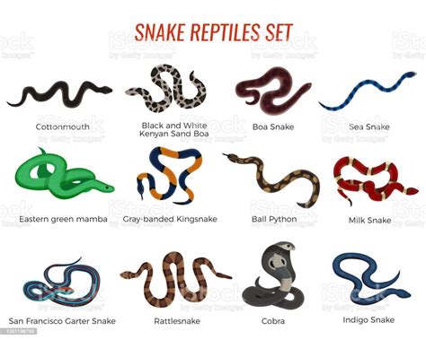 Ensemble De Reptiles Serpent Vecteurs Libres De Droits Et Plus Dimages