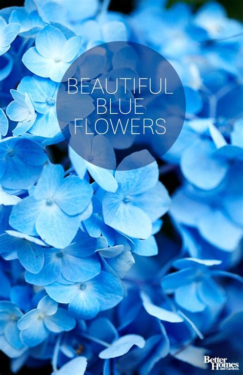 18 Stunning Blue Flowers Youll Love Having In Your Garden Blue