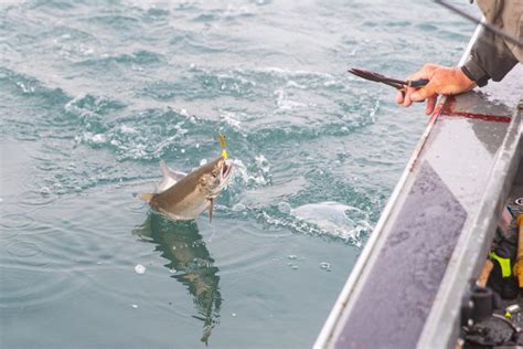 The Best Coho Salmon Lures For Trolling Jigging And More