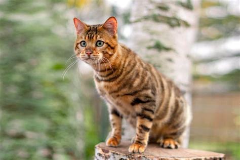 How Much Does A Toyger Cat Cost 2023 Price Guide