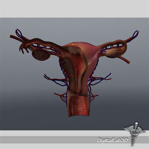 Female Reproductive System 3d Model Animated Cgtrader Riset