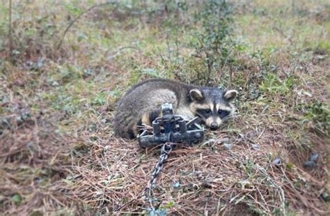 New Undercover Investigation Reveals The Shocking Brutality Of Trapping