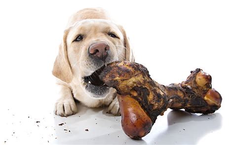 Royalty Free Dog Bone Pictures Images And Stock Photos Istock