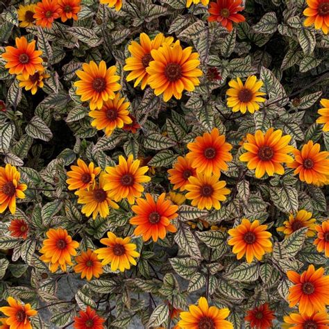 Heliopsis Orange Marble Vitro Westland