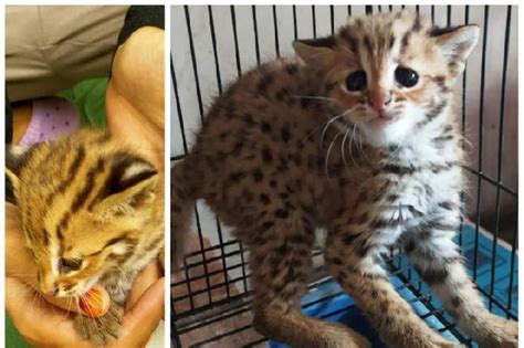 Tak Ada Tempat, Anak Kucing Hutan Diselamatkan di Kediri Dibawa ke