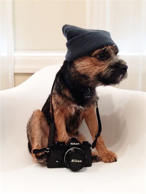 Just 21 Adorable Animals Wearing Cute Hats Cuteness