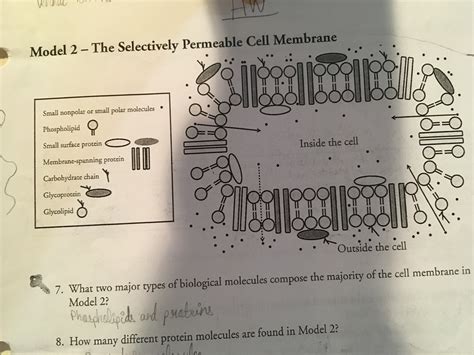 Model 2 The Selectively Permeable Cell Membrane Diagram Quizlet