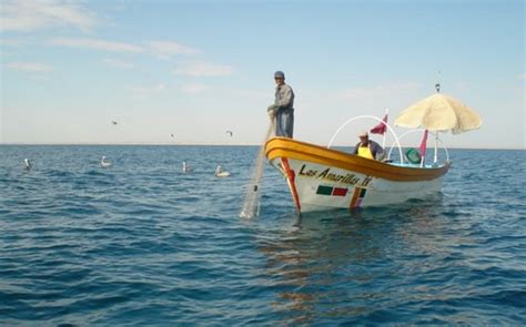 Prohíben Pesca Con Redes Tradicionales En Hábitat De Vaquita Marina