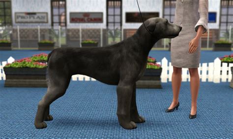 2nd Simnational Level 1 Sims Kennel Club