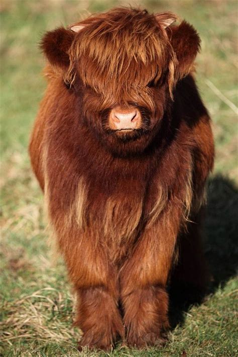 49 Adorable Highland Cattle Calves Bring A Smile To Your Day In 2020