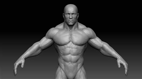 3d Model Muscular Male Body Vr Ar Low Poly Obj Fbx Ztl