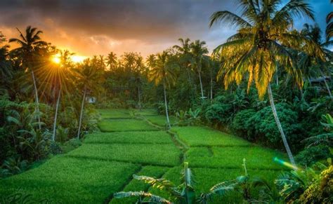 Pada gambar berikut ini terdapat sebuah gambar yang sangat khas dari sebuah pemandangan pedesaan dengan ciri khas hamparan sawah yang sangat luas, dengan pemandangan hijau yang indah dari tanaman padi yang tumbuh dengan subur. 1320 best Pemandangan Alam images on Pinterest | Searching ...