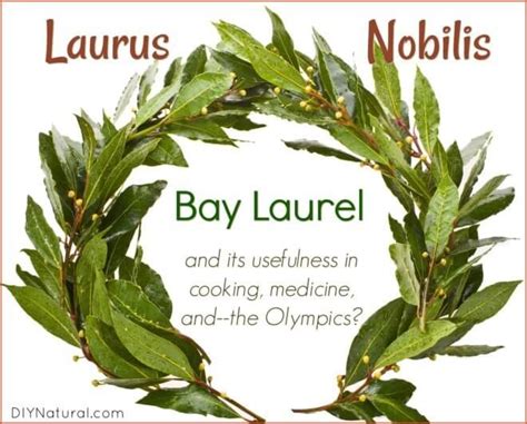 Bay Laurel Laurus Nobilis In Cooking And Medicine Laurus Nobilis