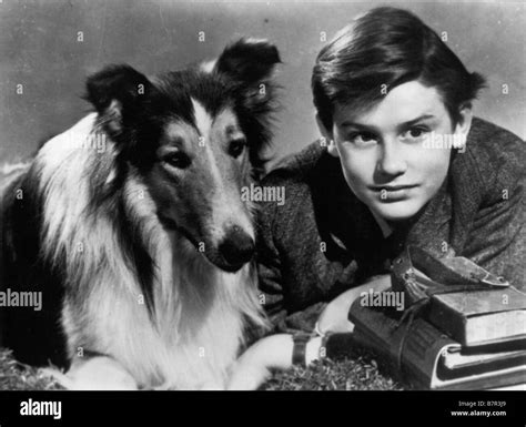 Lassie Come Home Year 1943 Usa Roddy Mcdowall Director Fred M