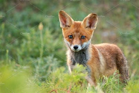 Little Red Fox Stands In The Grass Red Fox Animal Wallpaper Little Red