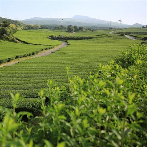 A Serene Jeju Island Moment Where Our Green Tea Leaves Are Born Did