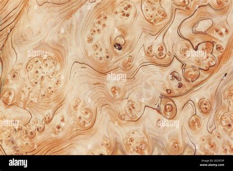 Wood Burl Texture Background High Resolution Image Of Exotic Hardwood