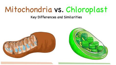 Compare And Contrast Chloroplasts And Mitochondria Compare Contrast
