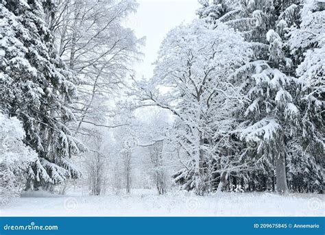 Winter Wonderland Forest Landscape Stock Image Image Of Outdoors