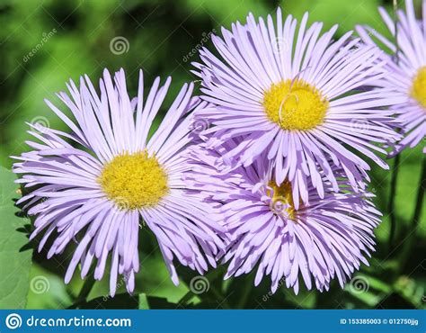 frilly fan blue fleabane flowers stock image image of erigeron frilly 153385003