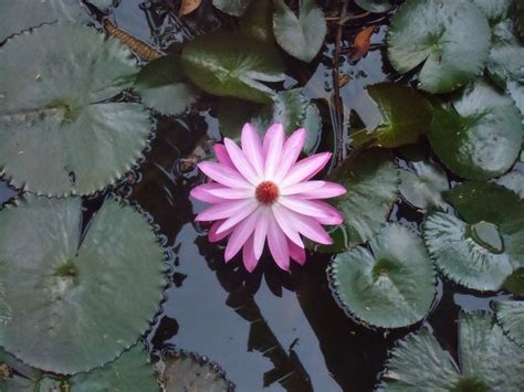 Keberadaan tanaman bunga seperti bunga tulip, bunga teratai, maupun jenis tanaman bunga lainnya yang jarang ditemukan disekitar kita tentu menjadi di bawah ini adalah contoh gambar sketsa bunga yang cantik dan mudah ditiru. ETNIK_amor: Gambar bunga teratai