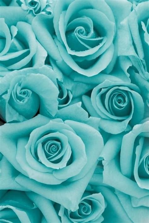 Teal Or Turquoise Beautiful Roses Blue Roses Beautiful Flowers