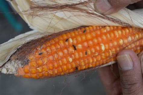 Maize Weevil Sitopilus Zeamais Spoiling Stored Corn In A