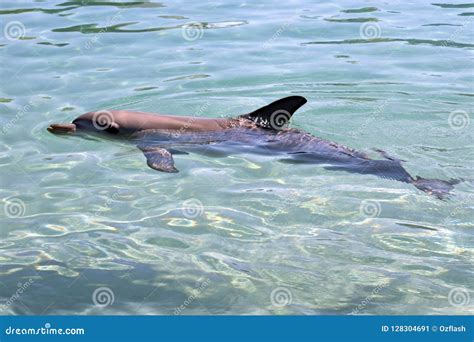 A Bottlenose Dolphin Stock Image Image Of Dolphin Eyes 128304691