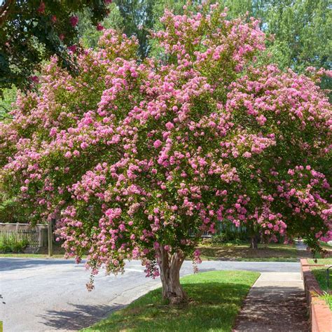 Sioux Crape Myrtle Trees For Sale