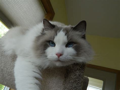 Russian blue kittens british shorthair russian blue kitten burmese russian blue cat russian blue cross bengal british blue russian blue persian pedigree kittens. Chronic UTIs in a Ragdoll Cat: Need Reader Input
