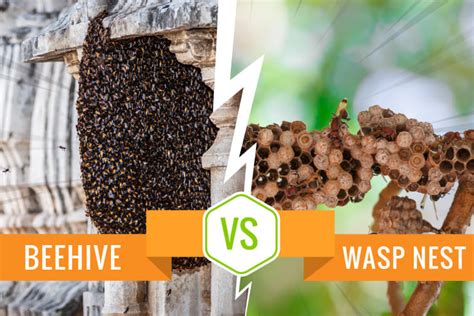 Beehive Vs Wasp Nest 3 Tips On How To Tell The Difference Pest