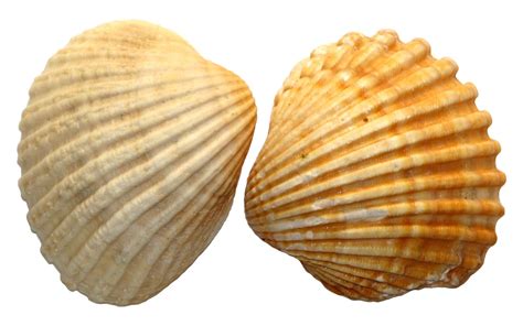 Sea Shells On Light Wallpapers 1920×1200 Pixels Sea Shells