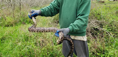 Cold Weather Snake Goliad Farms