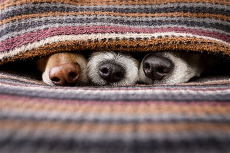 How Dog Noses Benefit Humans Healthy Paws Pet Insurance