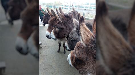 News Marty The Mule Forges New Friendships With Six Donkeys The