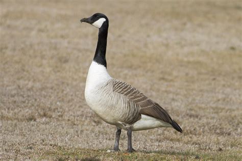 Find outerwear for all weather conditions, plus hats and gloves. Canada Goose | birdgenie