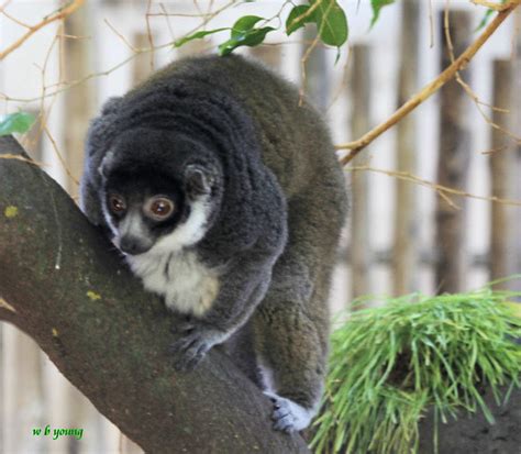 WBYoung0728-13 7D100 My Fav Animal | My all time favourite A… | Flickr