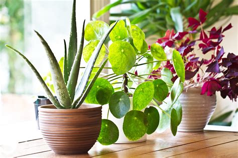 Poisonous House Plants You Need To Be Aware Of
